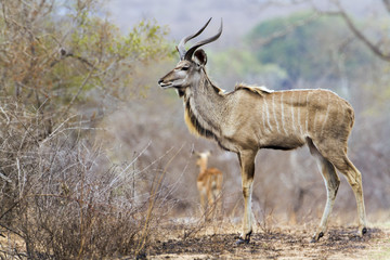 Naklejka na ściany i meble Greater kudu in Kruger National park