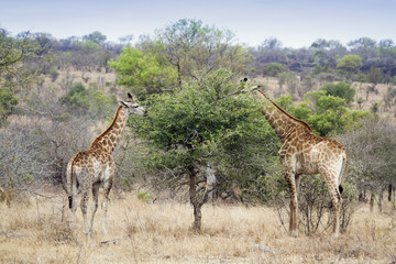 Naklejka na ściany i meble Giraffe in Kruger National park