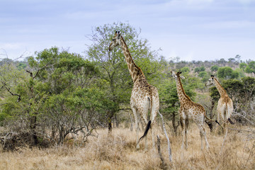 Giraffe in Kruger National park