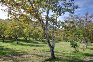 paysages du P&eacute;rigord noir