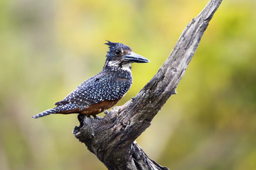 African Giant kingfisher in Kruger National park