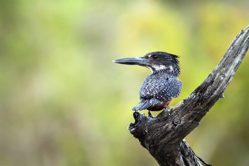 African Giant kingfisher in Kruger National park