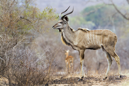 Greater kudu in Kruger National park