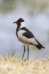 Obraz premium Blacksmith Lapwing in Kruger National park