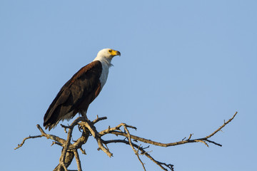 African fish eagle isolated in blue sky