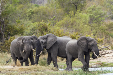 African bush elephant in Kruger National park