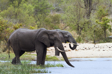 Fototapeta na wymiar African bush elephant in Kruger National park