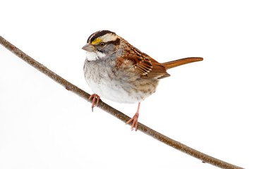 White-throated Sparrow (zonotrichia albicollis)