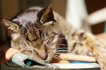眠るキジ猫