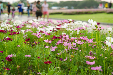 Flowers in the Park