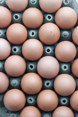 Eggs with plastic crates