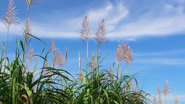 さとうきびの花
