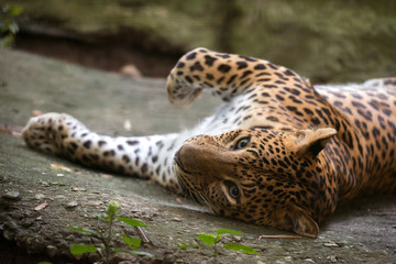 Naklejka premium leopard ( Panthera pardus )