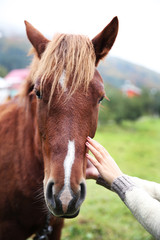 Girl feeding horse on meadow