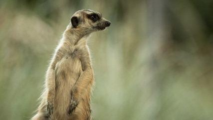 Fototapeta premium The meerkat