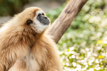 Northern white cheeked gibbon