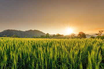 barley field in sunset