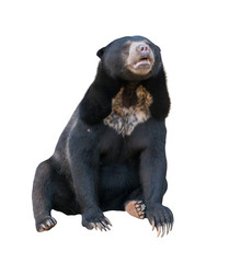 Fototapeta premium malayan sunbear isolated