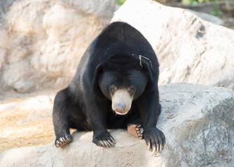 malayan sunbear