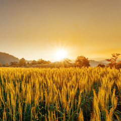 Naklejka premium barley field in sunset