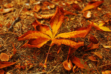 Dry autumn leaf on the ground, close up