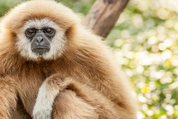 Northern white cheeked gibbon