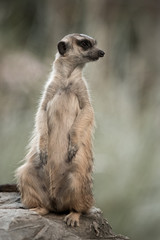 The meerkat
