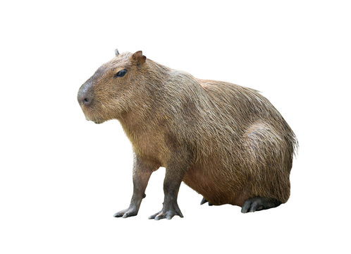 capybara isolated