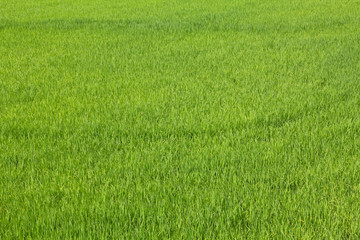 Naklejka na ściany i meble green rice field