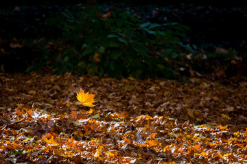 Autumn leaf fall
Multi-colored autumn leaves of a maple on a grass