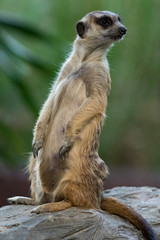 Fototapeta premium The meerkat