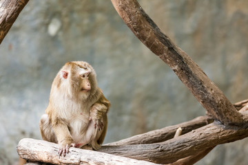 Southern pig tailed macaque