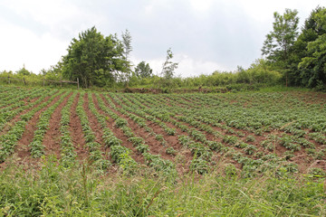 Fototapeta na wymiar Vegetable Farming