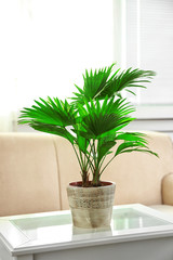 Palm tree (Livistona Rotundifolia) in flowerpot on table at home