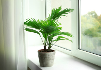 Palm tree (Livistona Rotundifolia) in flowerpot on windowsill at home