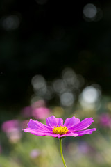 Fototapeta premium コスモス 