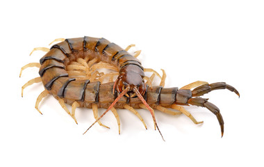 centipede on white background