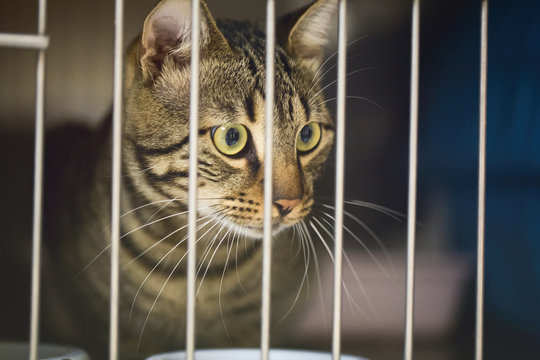 Cat In A Cage At A Vet Clinic