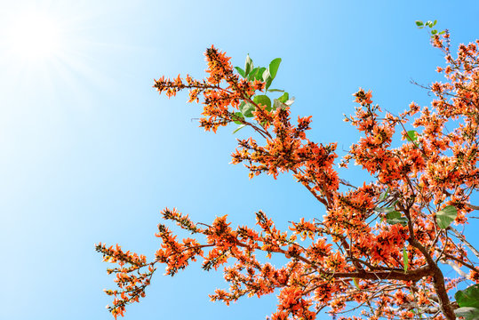 Bastard Teak Flower bloom in Chiangmai, Thailand