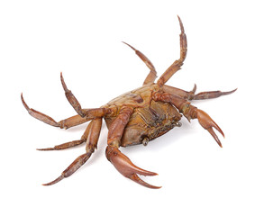 crab on white background