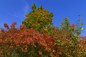 Fototapeta premium Autumn Colors, Maple