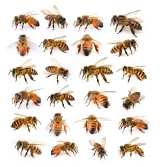Stickers pour porte Abeille abeille