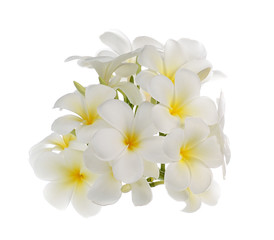 white frangipani flower isolated white