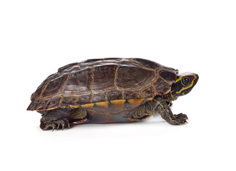 Obraz premium turtle on white background
