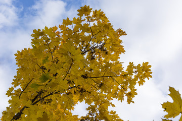 Autumn color maple leaves on a tree