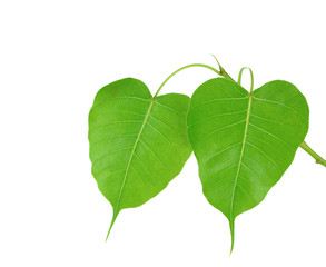 pho or bodhi leaf on white background