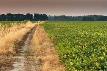 Obraz premium Вид на поле фасоли