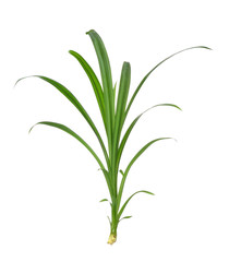 pandan isolated on white background.