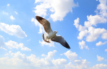 flying seagull in sky
