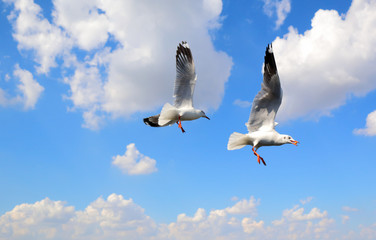 flying seagull in sky